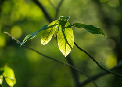 Leaf Light